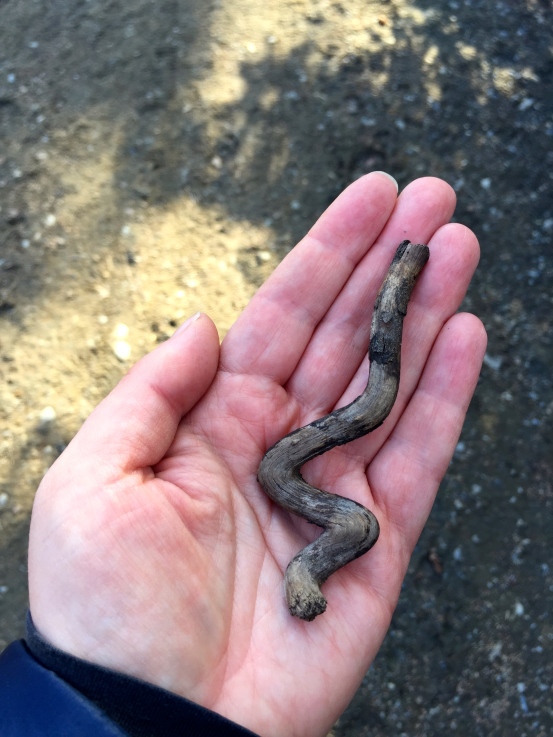 The rare Alaskan Wood Snake. Not poisonous. 